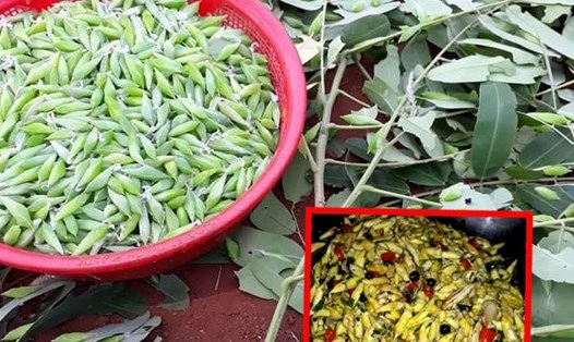 Nhộng sâu muồng là món ăn đặc sản của người Tây Nguyên.