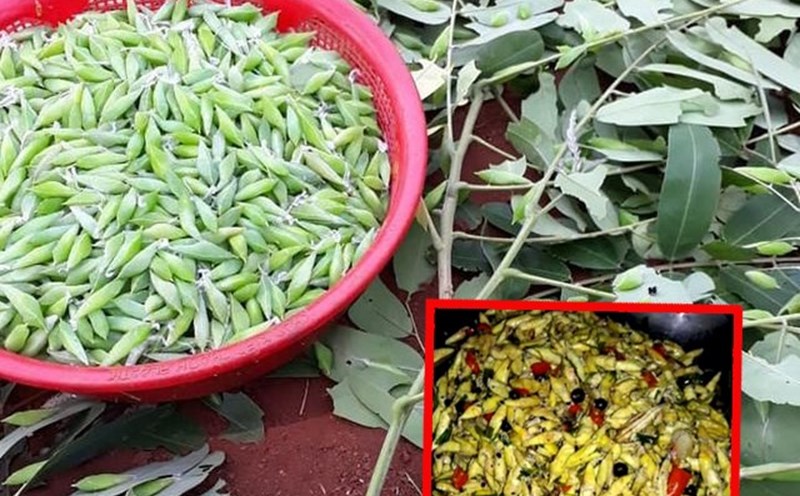 Nhộng sâu muồng là món ăn đặc sản của người Tây Nguyên.