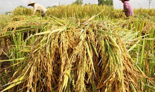 Ngoài phục vụ trong nước, mỗi năm Việt Nam còn dư khoảng 13,5 triệu tấn lúa để xuất khẩu, tương đương 6,5-6,7 triệu tấn gạo (Ảnh minh họa)