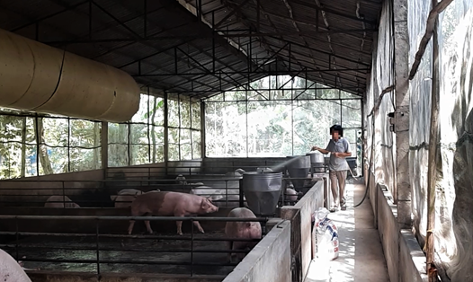 Người nuôi lợn ở Đắk Lắk vẫn đang gặp nhiều khó khăn để tái đàn trở lại. Ảnh: Bảo Trung