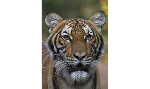Con hổ tại sở thú New York mắc COVID-19 tên là Nadia. Ảnh: AP.