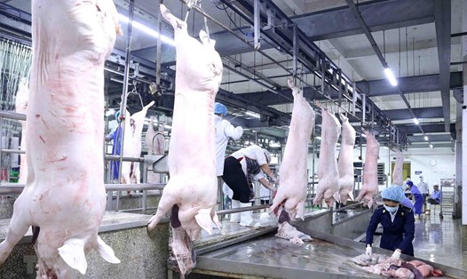 Để góp phần giảm giá thành thịt lợn, các doanh nghiệp lớn về chăn nuôi, giết mổ, chế biến thực phẩm cần phải vào cuộc quyết liệt. Ảnh: Văn Giang