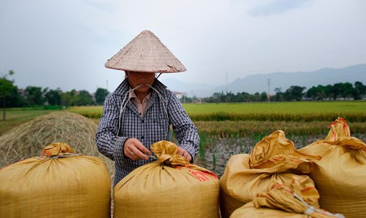 Bộ Công Thương tiếp tục đề xuất xuất khẩu gạo. Ảnh: Hài Nguyễn