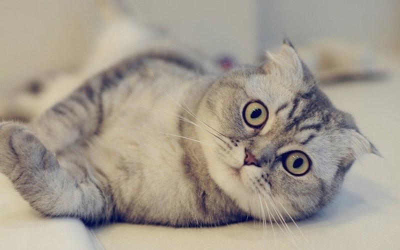 Hãy chuẩn bị trái tim của bạn để tan chảy với hình ảnh chú mèo đáng yêu này. Vẻ ngoài dễ thương, mèo con nhỏ xinh này sẽ làm bạn yêu mèo hơn bao giờ hết!