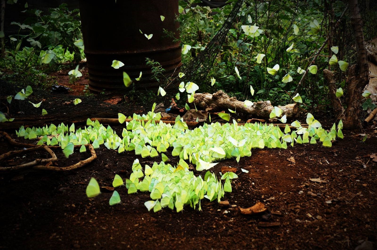Người dân Tây Nguyên gọi mùa này là mùa bướm sâu muồng.