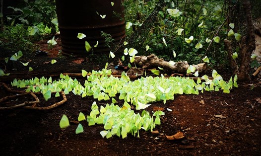 Người dân Tây Nguyên gọi mùa này là mùa bướm sâu muồng.