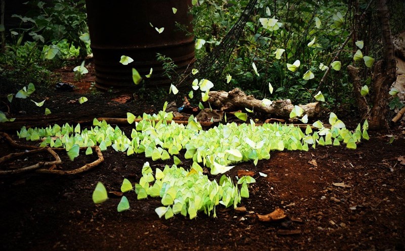 Người dân Tây Nguyên gọi mùa này là mùa bướm sâu muồng.