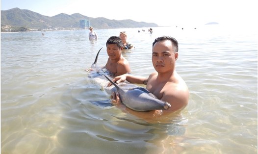 Hình ảnh một con cá heo được giải cứu trên biển Nha Trang tháng 9/2018. Ảnh: Châu Tường