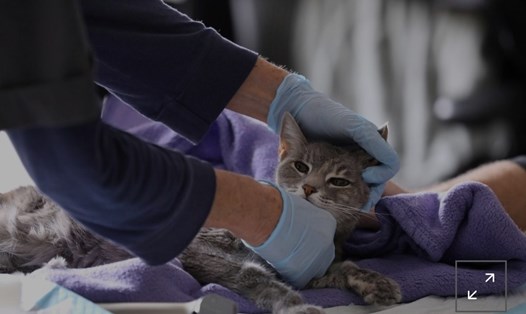 Bác sĩ thú y chăm sóc mèo tại nhà ở New York trong đợt bùng phát COVID-19. Ảnh: Reuters