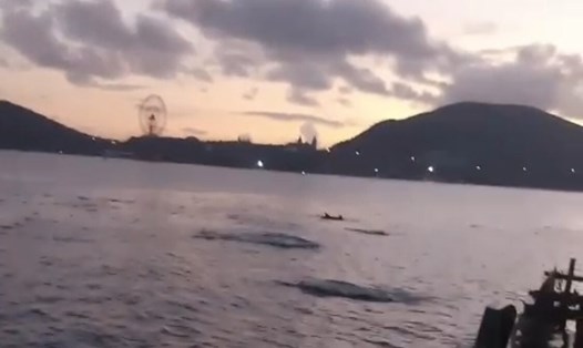Hình ảnh đàn cá heo đang bơi gần bờ biển Nha Trang. Ảnh cắt từ clip của anh Nguyễn Ngọc Thạch.