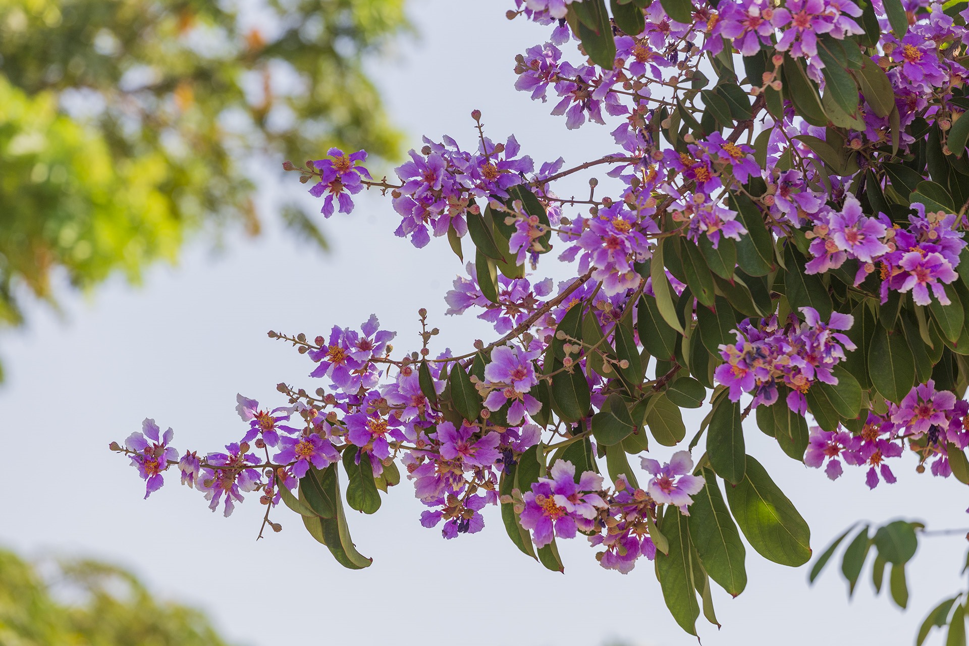 Bằng lăng nhuộm tím phố phường gọi hè. Ảnh: Lê Tuấn