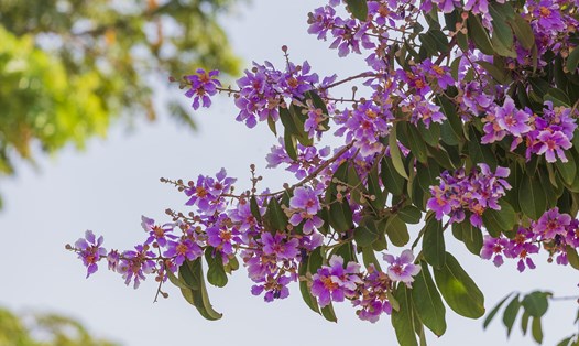 Bằng lăng nhuộm tím phố phường gọi hè. Ảnh: Lê Tuấn