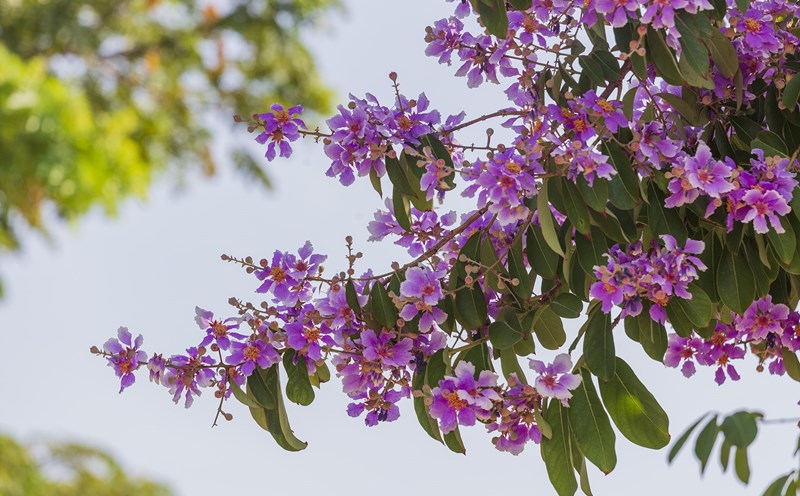 Bằng lăng nhuộm tím phố phường gọi hè. Ảnh: Lê Tuấn
