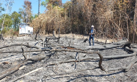 Cháy rừng phòng hộ ở huyện Đông Giang thiệt hại hơn 32ha. Ảnh: Thanh Chung