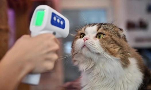 Nghiên cứu sơ bộ cho thấy mèo là loài dễ nhiễm virus. Ảnh: AFP.