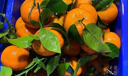 Cam quýt nhiều vitamin C, rất tốt cho cơ thể. Ảnh: Thanh Bình
