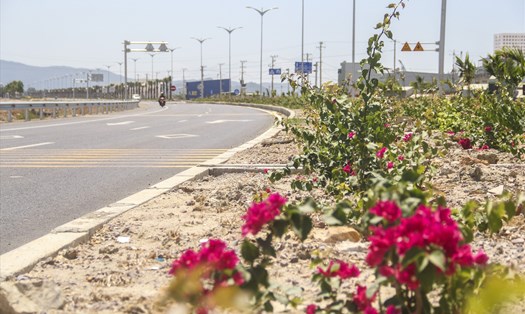 Để làm đẹp cảnh quan cho Quốc lộ 19 mới, tỉnh Bình Định đã trồng nhiều hoa giấy trên dải phân cách giữa đường. Tuy nhiên, tình trạng trộm hoa giấy trên dải phân cách liên tục diễn ra. Ảnh: N.TRI