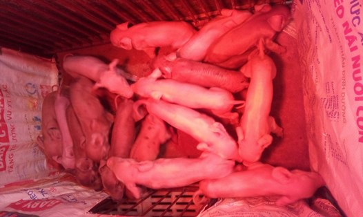Đàn lợn giống 1 ngày tuổi của ông Hanh đã được khách hàng đặt mua từ trong bụng mẹ. Ảnh: Khánh Vũ