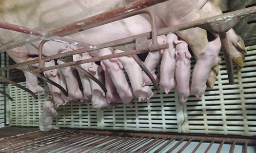 Lợn giống 7-8kg có giá khoảng 3,5 triệu đồng/con. Ảnh: Khánh Vũ