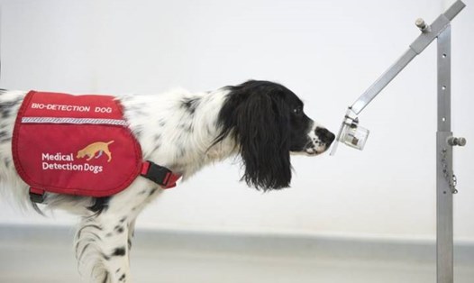 Các nhà nghiên cứu ở Anh đang tiến hành thử nghiệm huấn luyện chó phát hiện COVID-19 để mở rộng quy mô xét nghiệm. Ảnh: Bộ Y tế Anh