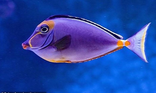 Loài cá cũng có thể bị trầm cảm giống con người. Ảnh: Daily Mail.