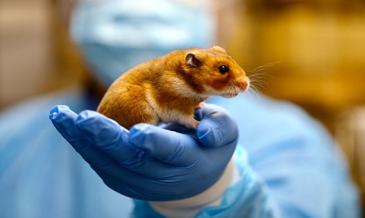 Thí nghiệm ở chuột chứng minh khẩu trang là công cụ đắc lực ngăn ngừa lây truyền COVID-19. Ảnh: AFP