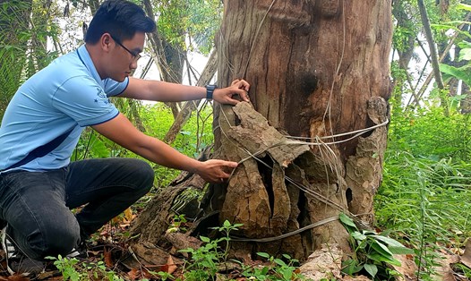 Những gốc cây cổ thụ đường Kim Mã bị chết khô tại vườn ươm ở Đa Tốn, Gia Lâm, Hà Nội.