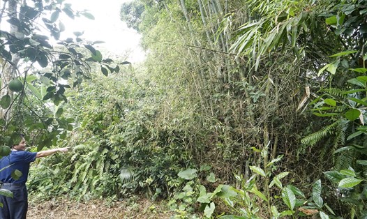 Huyện Hương Khê dự định phá những hàng cây lâu năm chắn lũ bên bãi bồi để xây kè chống sạt lở 48 tỉ. Ảnh: Quang Đại