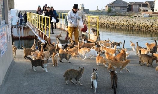 Đàn mèo trên đảo Aoshima, được biết với tên đảo Mèo ở Nhật Bản. Ảnh: AFP