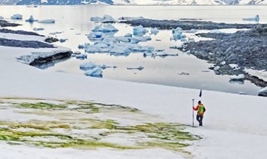 Biến đổi khí hậu đã biến tuyết trắng xóa ở Châu Nam Cực thành"tuyết xanh". Ảnh: AFP