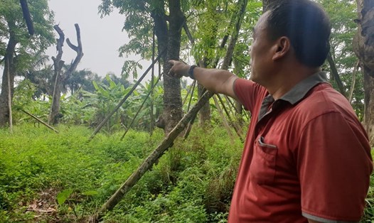 Ông Nguyễn Văn Hưng, chủ đất cho biết, Công ty Beepro chỉ chăm sóc cây được 2 tháng rồi bỏ mặc khiến hàng chục cây cổ thụ được di dời từ đường Kim Mã đã chết khô. Ảnh: Trần Tuấn.