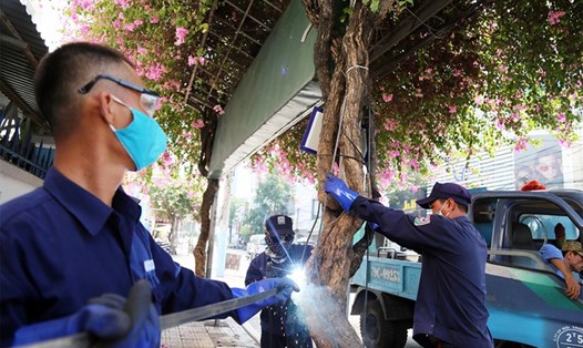 Nhóm công nhân lắp khung sắt bảo vệ hoa giấy. Ảnh: Xuân Ngọc/ Vnexpress.