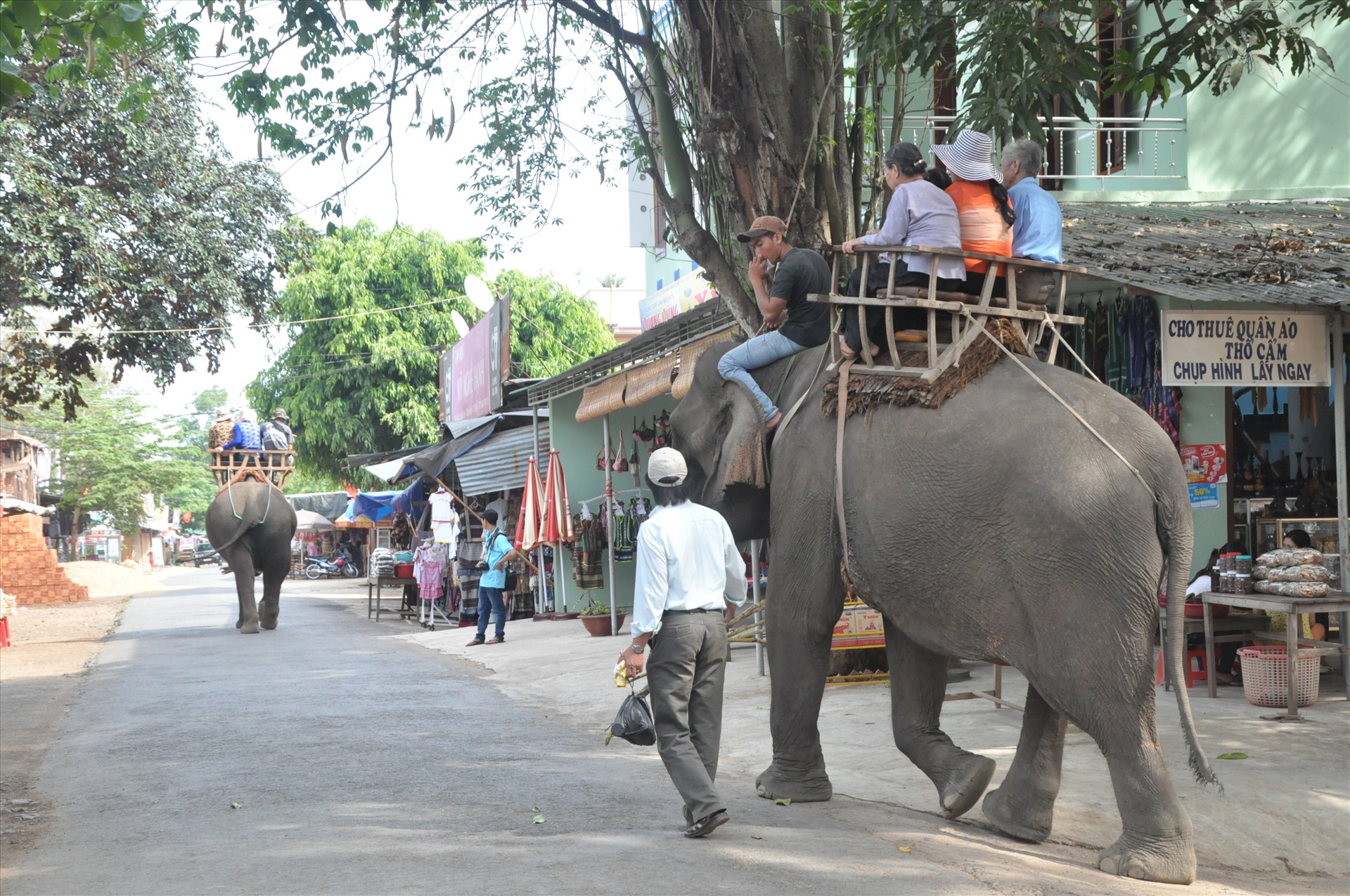 Voi bị cưỡng bức lao động, phục vụ du khách ở Bản Đôn, Đắk Lắk. Ảnh: Thanh Hải