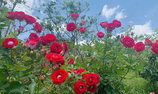 Ảnh: Ban tổ chức.