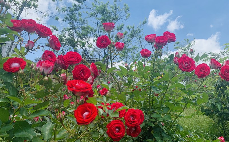 Ảnh: Ban tổ chức.