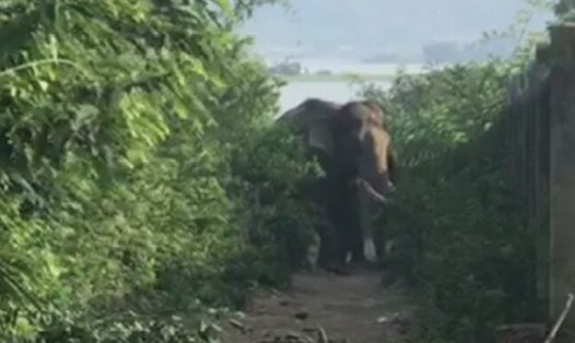 Con voi nhà bỗng hóa dữ quật chết 1 nài voi ở huyện Lắk. Ảnh: Người dân cung cấp