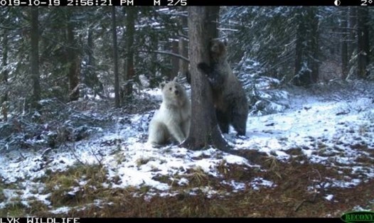 Cá thể gấu xám trắng và anh em của mình mới được công chúng quan sát thấy ở Canada. Ảnh: Parks Canada.