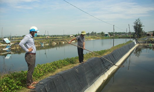 Tôm chết hàng loạt nhiều hộ dân phải tiêu hủy cả hồ khiến người dân điêu đứng. Ảnh: Thanh Chung