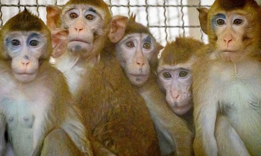 Những chú khỉ đuôi dài được lựa chọn để thử nghiệm vaccine COVID-19 ở Thái Lan. Ảnh: AFP.