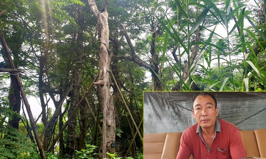 Ông Nguyễn Văn Hưng, chủ đất cho công ty Beepro thuê để chăm sóc hàng cây Kim Mã đề nghị các cơ quan chức năng sớm vào cuộc xử lý vụ việc.