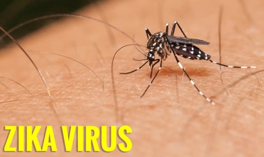 Bệnh do virus Zika là bệnh có chung véc-tơ truyền với sốt xuất huyết. Ảnh minh họa