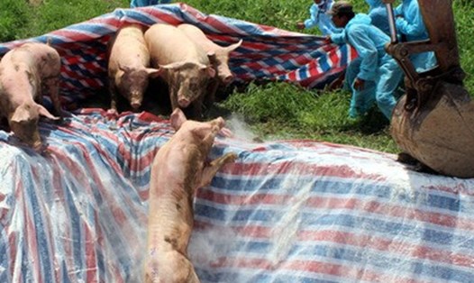 Mạng lưới thú y cơ sở tham gia tiêu hủy lợn, nhưng sau khi hết dịch họ chỉ nhận 50% theo quy định (ảnh Nhật Hồ)