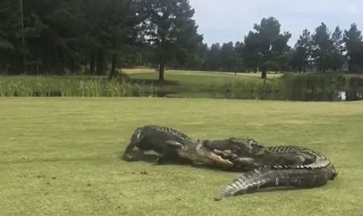 Cá sấu đánh nhau trên sân golf 18 lỗ ở Mỹ. Ảnh: Matthew Proffitt