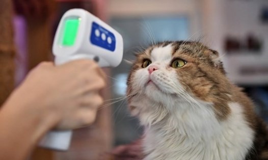 Nhân viên y tế đang kiểm tra nhiệt độ của một con mèo trong quán cà phê ở Thái Lan. Ảnh: AFP