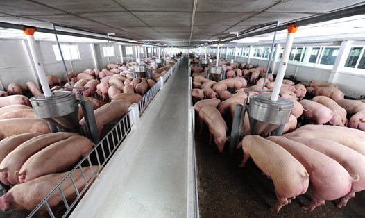 Nguồn cung giảm sút khiến nỗ lực giảm lợn hơi về mức 60.000 đồng/kg rất khó khăn. Ảnh: Duy Linh