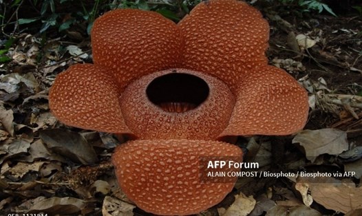 Bông hoa Rafflesia là loài hoa đơn lẻ lớn nhất thế giới. Loài hoa này có nguồn gốc từ các khu một khu rừng nhiệt đới ở Tây Sumatra, Indonesia. Nó cũng có thể được tìm thấy ở Thái Lan, Philippines và Malaysia. Bông hoa thường được gọi là “hoa quái vật” vì nó thu hút côn trùng thụ phấn bằng cách phát ra mùi khó chịu. Nó có đường kính lên đến 1,2 mét và nặng khoảng 11 kilogam. Ảnh: AFP
