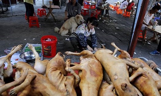 Hình ảnh tại lễ hội thịt chó Ngọc Lâm. Ảnh: EPA.