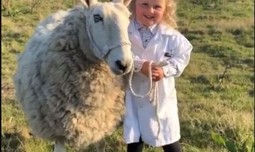 Video gái 3 tuổi ở Anh thể hiện khả năng điều khiển cừu khéo léo đạt hơn 1,8 triệu lượt xem trên mạng xã hội Twitter. Ảnh: Chụp màn hình Twitter
