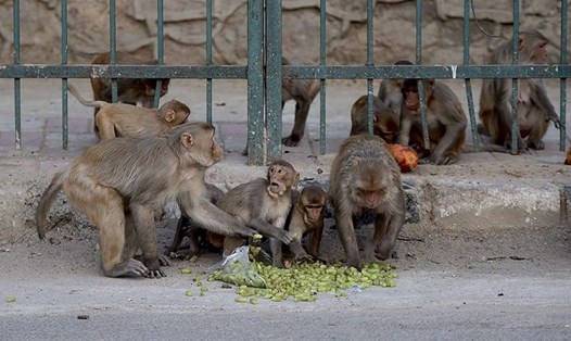 Một bầy khỉ hoang đang ăn hoa quả trên đường. Ảnh: AFP.