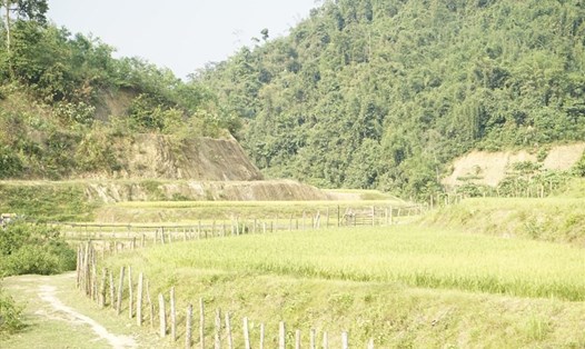 Mỗi nhân khẩu tại khu tái định cư thủy điện Hủa Na được cấp 200m2 đất lúa. Ảnh: Quang Đại